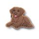 Brown Lab Puppy