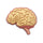 Jibbitz™ Anatomical Brain
